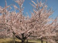 熊本県野外劇場アスペクタの桜の写真