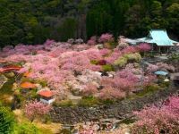 一心寺の桜の写真
