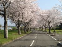 垂水公園の桜の写真
