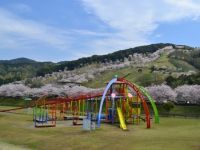 観音池公園の桜の写真