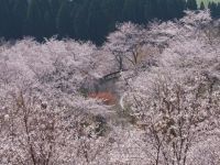花立公園の桜の写真
