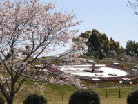 綾馬事公苑の桜の写真
