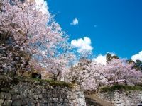 舞鶴公園（宮崎県）の桜の写真