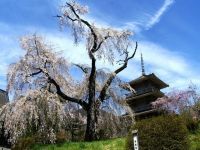 浄専寺のしだれ桜の写真