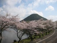 藺牟田池県立自然公園の桜の写真