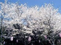 忠元公園の桜の写真