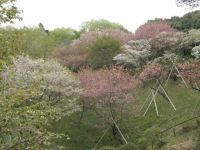 森林総合研究所 多摩森林科学園の桜の写真