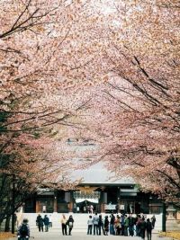 北海道神宮の桜の写真