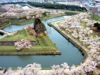 五稜郭公園の桜の写真