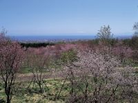 天都山桜公園の桜の写真