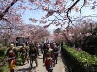 松前公園の桜の写真