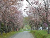 古丹別緑ヶ丘公園の桜の写真