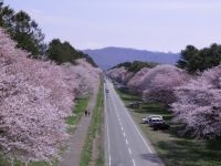 静内二十間道路桜並木の写真