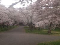 県立芦野公園の桜の写真