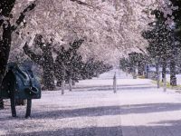 十和田市官庁街通り（駒街道）の桜の写真