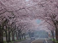来さまい大畑桜ロードの桜の写真