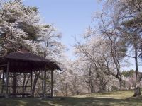 舘野公園の桜の写真