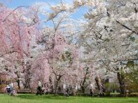 三戸城跡城山公園の桜の写真