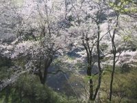 鍋倉公園の桜の写真