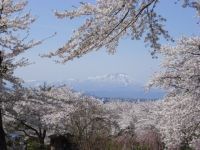 城山公園（岩手県）の桜の写真