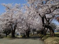 真人公園の桜の写真