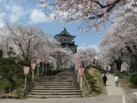 横手公園の桜の写真