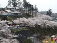 本荘公園の桜の写真