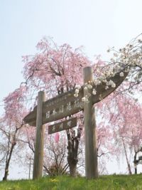 日本国花苑の桜の写真