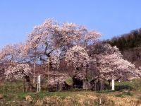 石部桜の写真