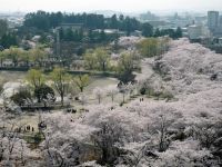 開成山公園・開成山大神宮の桜の写真