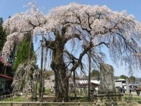 永泉寺の桜の写真