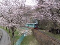 やながわ希望の森公園の桜の写真