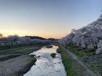 夏井千本桜の写真