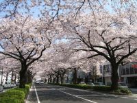 平和通りの桜の写真