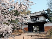 亀城公園（土浦城址）の桜の写真
