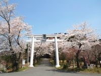 愛宕山の桜の写真