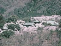 雨引観音の桜の写真