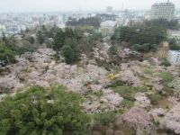 八幡山公園の桜の写真