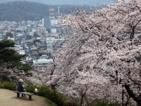 織姫公園の桜の写真