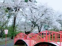 烏ヶ森公園の桜の写真