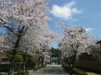 乃木参道の桜の写真