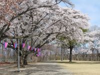黒磯公園の桜の写真