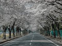 かしの森公園の桜の写真
