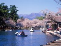 敷島公園の桜の写真