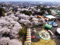 華蔵寺公園の桜の写真