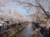 八瀬川「さくらプロムナード」の桜の写真