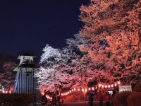 沼田公園（沼田城址）の桜の写真