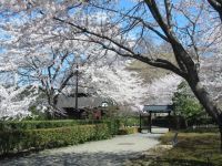 桜山公園の桜の写真