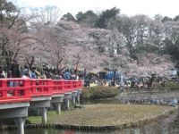岩槻城址公園の桜の写真