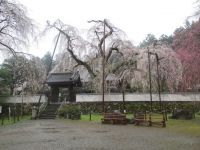 清雲寺の桜の写真
